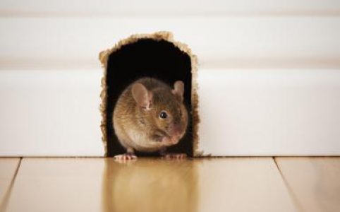 Thận trọng khi mua thuốc diệt chuột trên thị trường